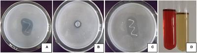 Identification and Characterization of Arthrobacter nicotinovorans JI39, a Novel Plant Growth-Promoting Rhizobacteria Strain From Panax ginseng